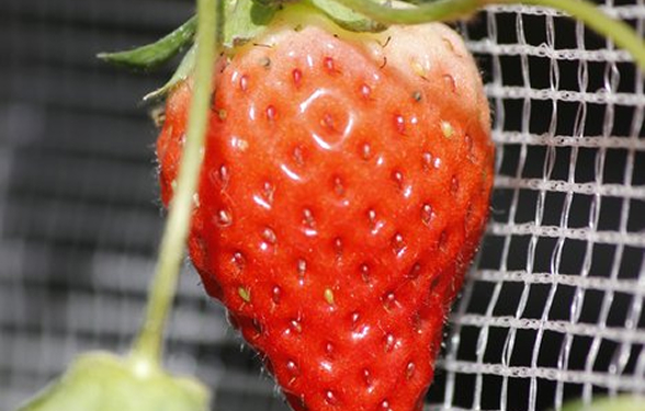 全国１位の生産量を誇る乾椎茸やホオズキ